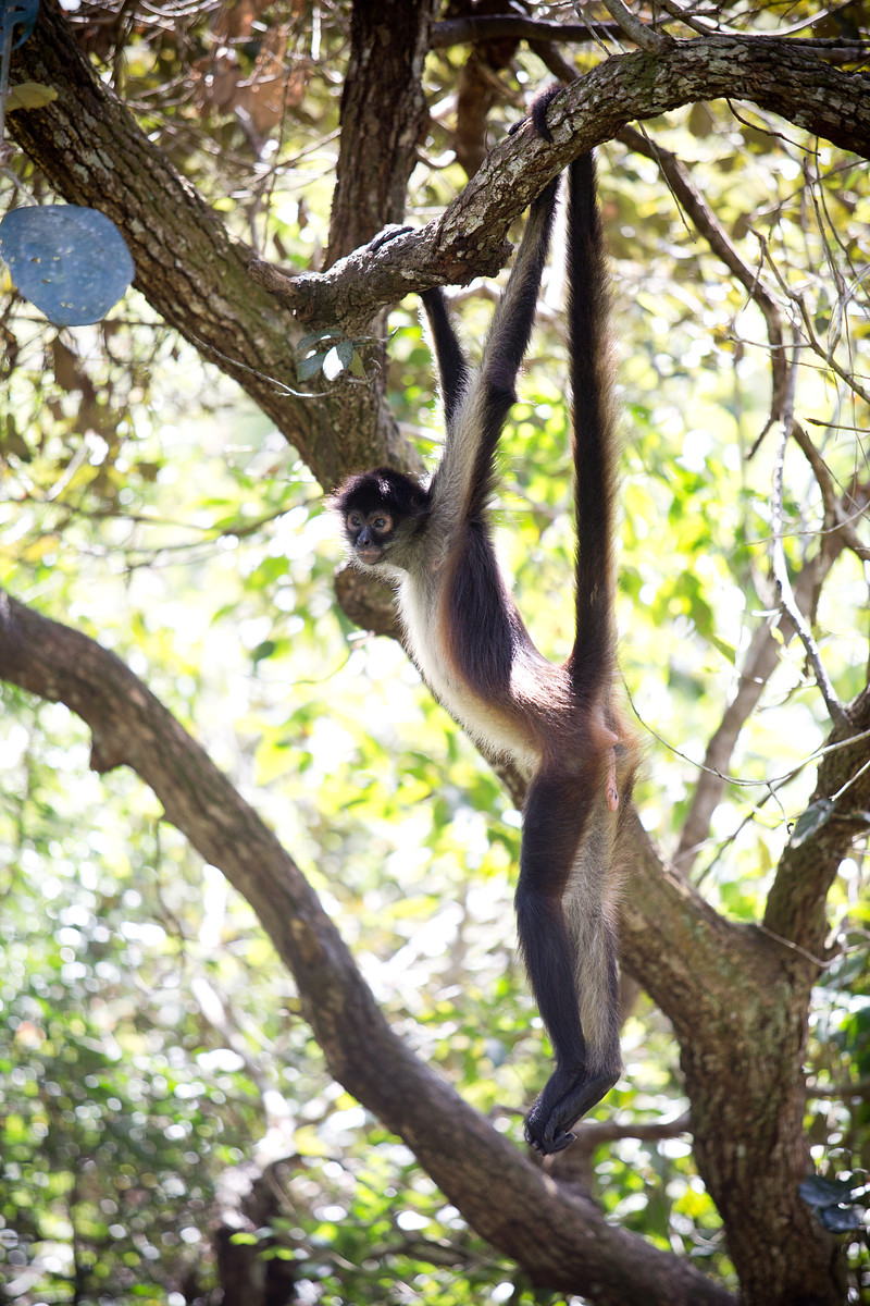 Spider Monkeys // Belize Zoo // Belize