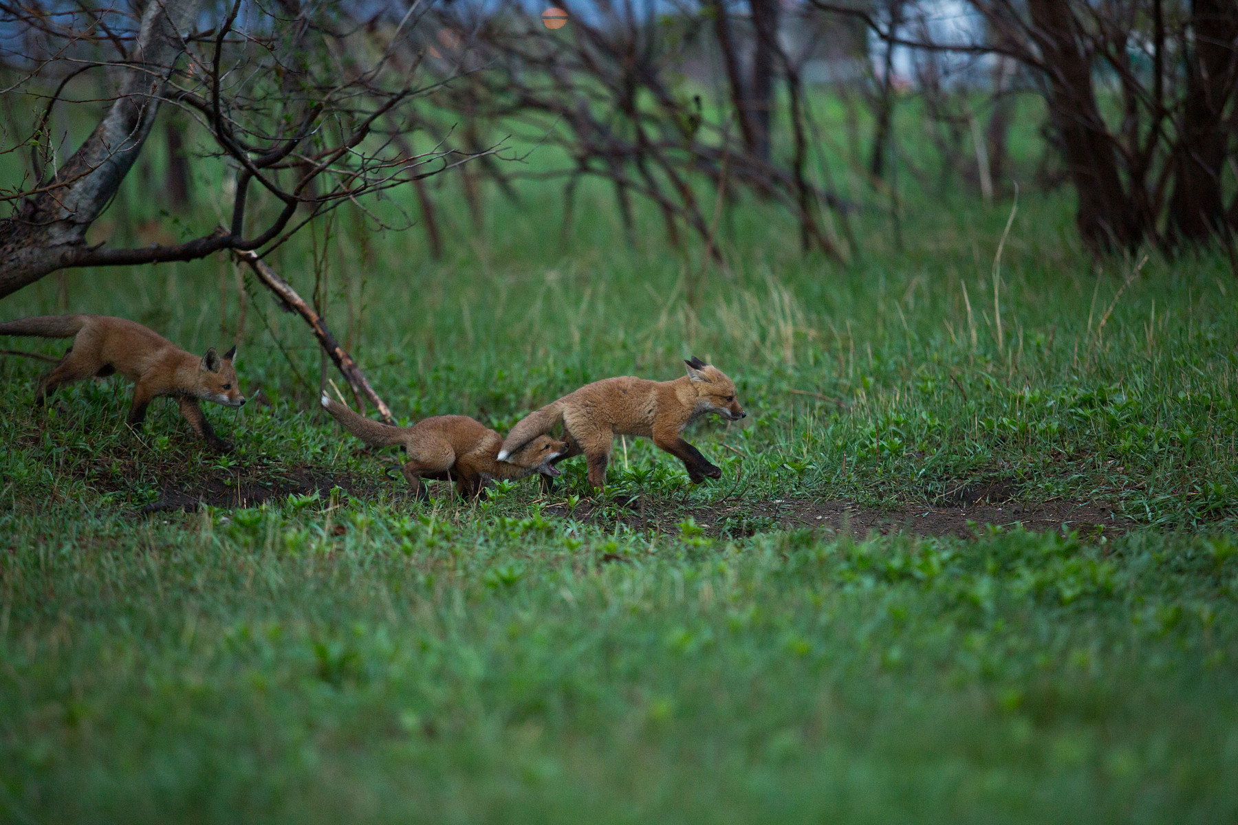 Foxy Family // Barrie // Ontario