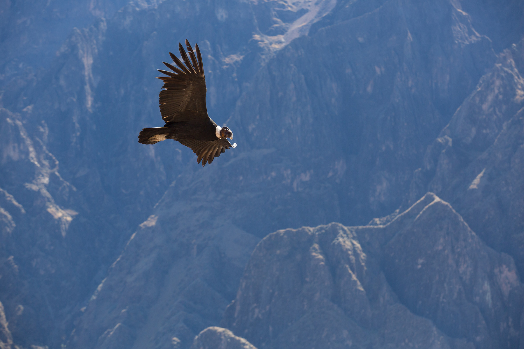Andean Condor // Colca Canyon // Peru