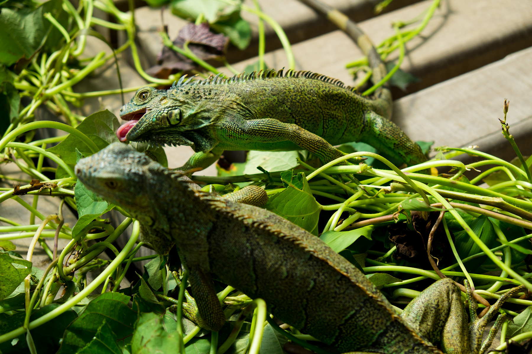 Green Iguana Conservation Project // San Ignacio // Belize