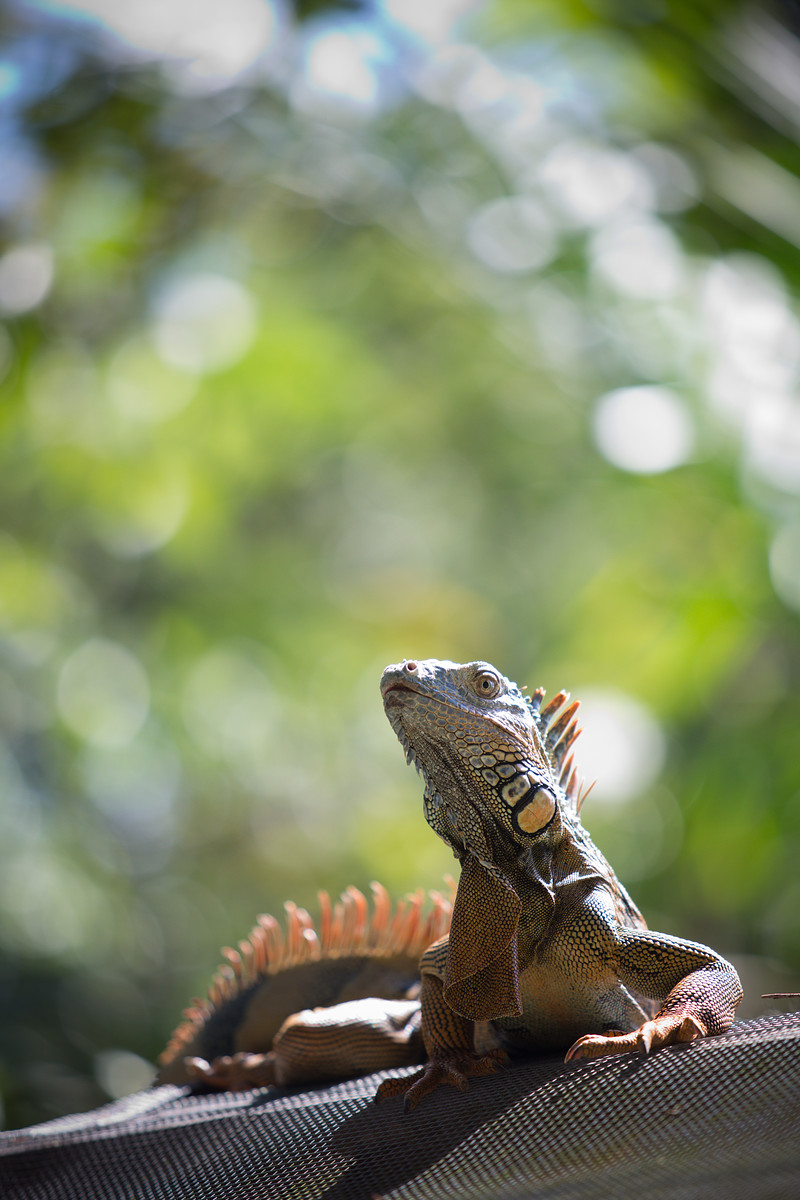 Green Iguana Conservation Project // San Ignacio // Belize