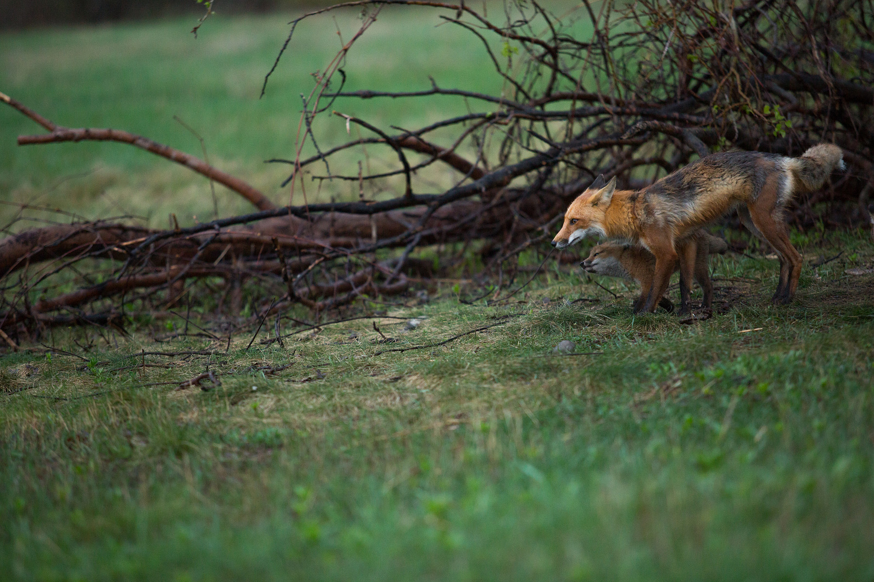 Foxy Family // Barrie // Ontario