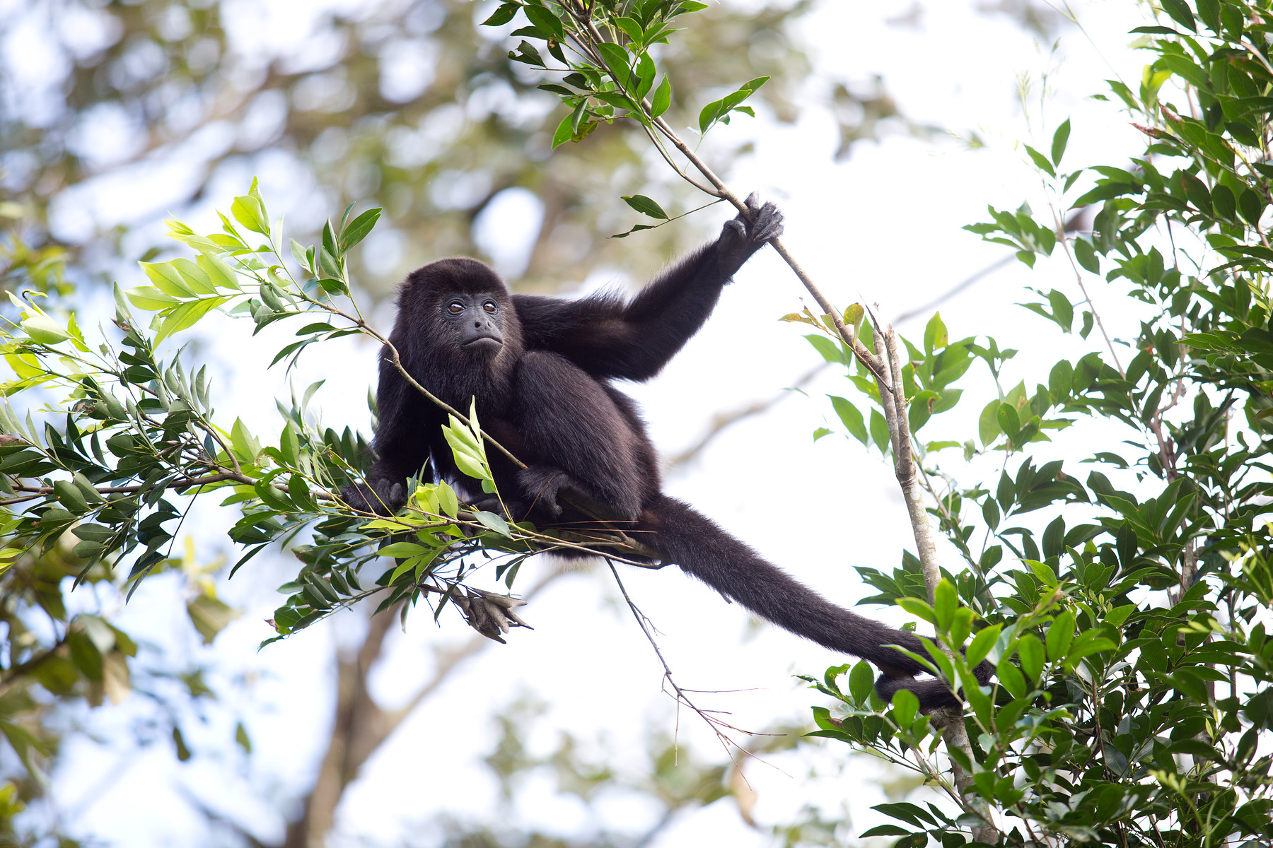 Howler Monkeys // Community Baboon Sanctuary // Belize