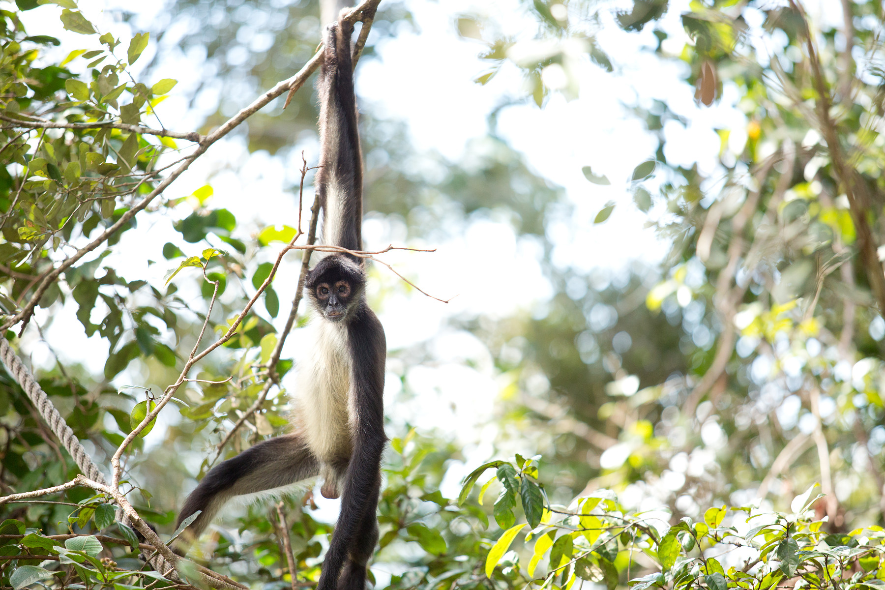 Spider Monkeys // Belize Zoo // Belize