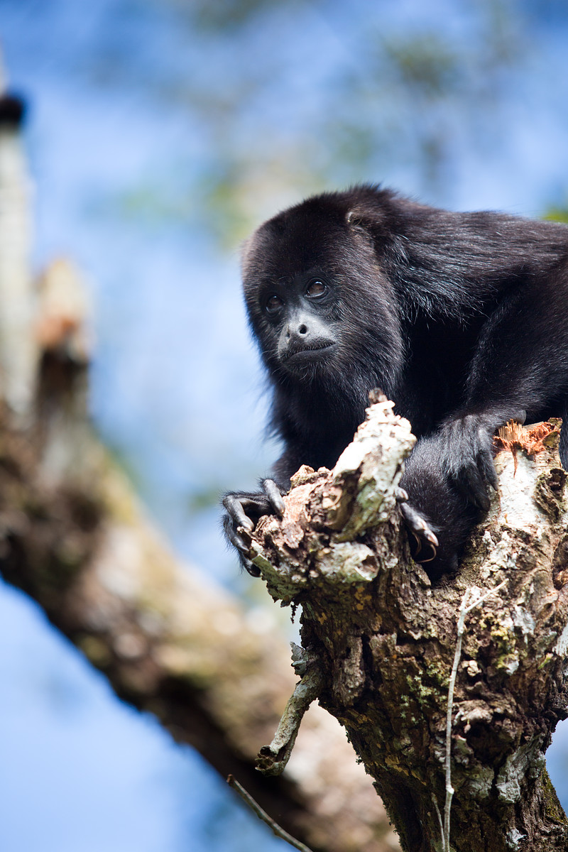 Howler Monkeys // Belize Zoo // Belize
